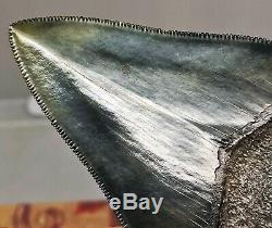 Museum Quality Megalodon Fossil Shark Tooth, Starts At $1 No Reserve