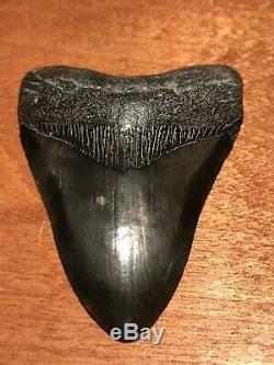 Museum Quality Megalodon Tooth