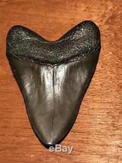 Museum Quality Megalodon Tooth