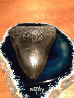 Museum Quality Megalodon Tooth
