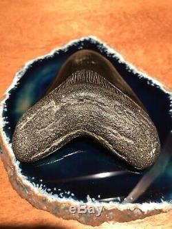 Museum Quality Megalodon Tooth