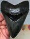 Museum Quality Megalodon Tooth Fossil Shark Gem Silver Perfect Upper Anterior