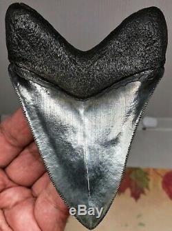 Museum Quality Megalodon Tooth Fossil Shark GEM Silver Perfect Upper Anterior