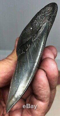 Museum Quality Megalodon Tooth Fossil Shark Insane Twisted Pathological Lower