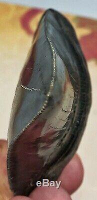 Museum Quality Megalodon Tooth Fossil Shark Insane Twisted Pathological Lower