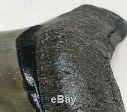 Museum Quality Megalodon Tooth Fossil Shark Teeth FLAWLESS GEM HIGHEST Quality