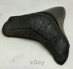 Museum Quality Megalodon Tooth Fossil Shark Teeth FLAWLESS GEM HIGHEST Quality