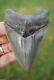 Museum Quality Megalodon Tooth Fossil Shark Teeth Gem Tooth