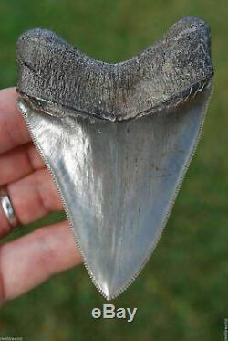 Museum Quality Megalodon Tooth Fossil Shark Teeth GEM TOOTH