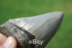 Museum Quality Megalodon Tooth Fossil Shark Teeth GEM TOOTH