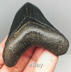 Museum Quality Megalodon Tooth Fossil Shark Teeth JET BLACK Upper Anterior GEM