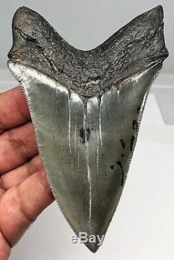 Museum Quality Megalodon Tooth Fossil Shark Teeth Large Gem Lower Anterior! 5