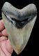 Museum Quality Megalodon Tooth Fossil Shark Teeth Large Gem Upper Anterior