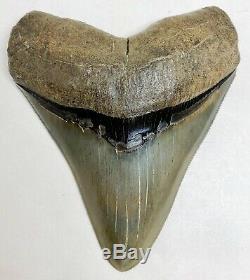 Museum Quality Megalodon Tooth Fossil Shark Teeth Large Gem Upper Anterior