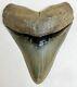 Museum Quality Megalodon Tooth Fossil Shark Teeth Large Gem Upper Anterior