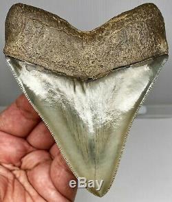 Museum Quality Megalodon Tooth Fossil Shark Teeth Large Gem Upper Anterior