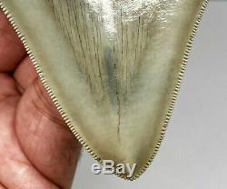 Museum Quality Megalodon Tooth Fossil Shark Teeth Large Gem Upper Anterior