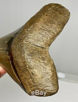 Museum Quality Megalodon Tooth Fossil Shark Teeth Large Gem Upper Anterior