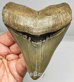 Museum Quality Megalodon Tooth Fossil Shark Teeth Large Gem Upper Anterior