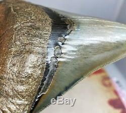 Museum Quality Megalodon Tooth Fossil Shark Teeth Large Gem Upper Anterior