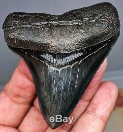 Museum Quality Megalodon Tooth Fossil Shark Teeth Super Quality $1 NR Auction
