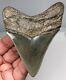 Museum Quality Megalodon Tooth Fossil Shark Teeth Thick Lower Jaw Meg Rzr Sharp