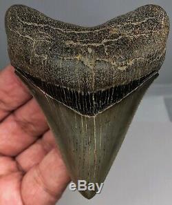 Museum Quality Megalodon Tooth Fossil Shark Teeth Thick Lower Jaw Meg Rzr Sharp
