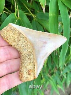 Museum Quality Orange Cream Super Serrated Indonesian Megalodon Shark Tooth