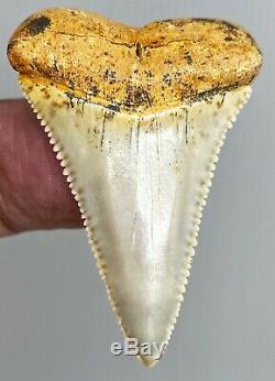 Museum Quality PRISTINE 2+ Fossil Great White Shark Tooth Teeth Megalodon Era