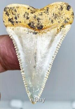 Museum Quality PRISTINE 2+ Fossil Great White Shark Tooth Teeth Megalodon Era