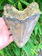 Museum Quality Super Wide Serrated Indonesian Megalodon Shark Tooth