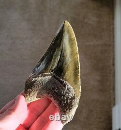 Museum quality! 4.38 Megalodon Shark Tooth Fossil NO RESTORATION, NO REPAIR