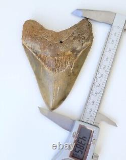 Museum quality! 4.38 Megalodon Shark Tooth Fossil NO RESTORATION, NO REPAIR