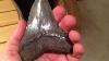 My First Megalodon Tooth