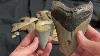 My Full Megalodon Tooth Collection