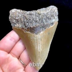 NC Megalodon? Shark Tooth Fossil Sharks Teeth Fossils Ocean Ancient