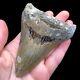 Nc Megalodon? Shark Tooth Fossil Sharks Teeth Fossils Ocean Ancient