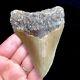 Nc Megalodon? Shark Tooth Fossil Sharks Teeth Fossils Ocean Ancient