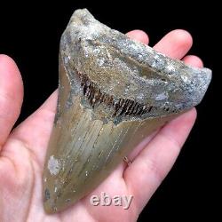 NC Megalodon? Shark Tooth Fossil Sharks Teeth Fossils Ocean Ancient