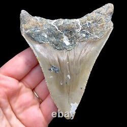 NC Megalodon? Shark Tooth Fossil Sharks Teeth Fossils Ocean Ancient