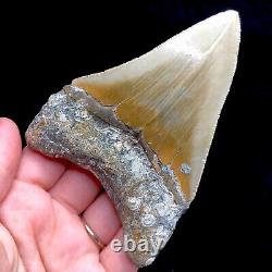 NC Megalodon? Shark Tooth Fossil Sharks Teeth Fossils Ocean Ancient