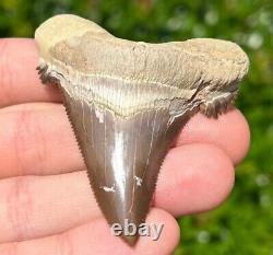 NICE Kazakhstan Fossil Shark Tooth Otodus poseidoni Serrated Megalodon Ancestor