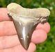 Nice Kazakhstan Fossil Shark Tooth Otodus Poseidoni Serrated Megalodon Ancestor