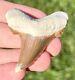 Nice Kazakhstan Fossil Shark Tooth Otodus Poseidoni Serrated Megalodon Ancestor