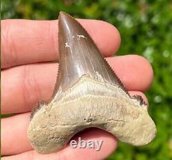 NICE Kazakhstan Fossil Shark Tooth Otodus poseidoni Serrated Megalodon Ancestor