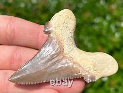 NICE Kazakhstan Fossil Shark Tooth Otodus poseidoni Serrated Megalodon Ancestor