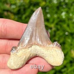 NICE Kazakhstan Fossil Shark Tooth Otodus poseidoni Serrated Megalodon Ancestor