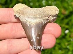 NICE Kazakhstan Fossil Shark Tooth Otodus poseidoni Serrated Megalodon Ancestor