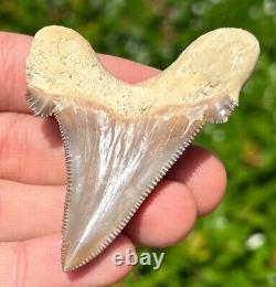 NICE Kazakhstan Fossil Shark Tooth Otodus poseidoni Serrated Megalodon Ancestor