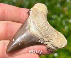 NICE Kazakhstan Fossil Shark Tooth Otodus poseidoni Serrated Megalodon Ancestor